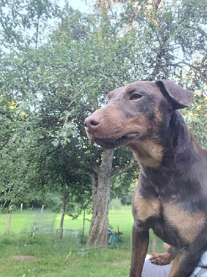 Étalon Terrier de chasse allemand - Utopia Des Combes Du Ventoux
