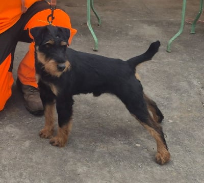 Étalon Terrier de chasse allemand - Uross Du Val Des Grandes Terres
