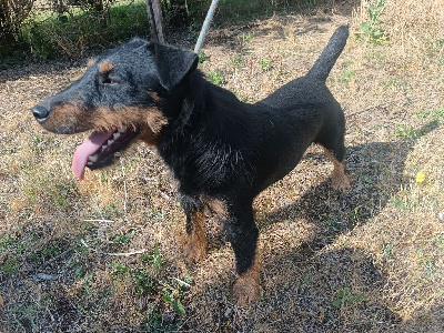 Étalon Terrier de chasse allemand - Ulk De La Colline De Montjuic