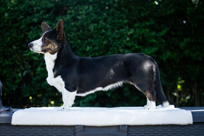 Étalon Welsh Corgi Cardigan - Venus De La Légende D'Indiana