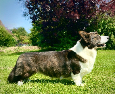 Étalon Welsh Corgi Cardigan - Tim burton aka clyde Des Plaines Du Nid D'Arlequin