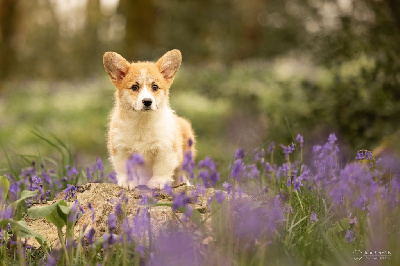 Étalon Welsh Corgi Pembroke - Vanilla moon du chemin des korrigans