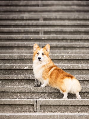 Étalon Welsh Corgi Pembroke - triple h Move it on over dcdk