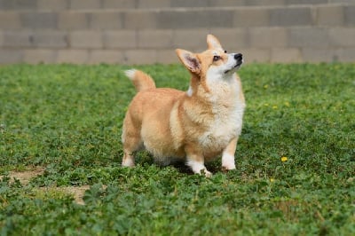 Étalon Welsh Corgi Pembroke - Tagada (Sans Affixe)