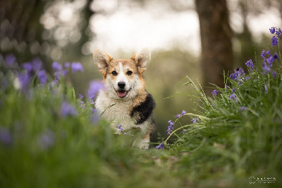 Étalon Welsh Corgi Pembroke - U melt my heart to stone du chemin des korrigans
