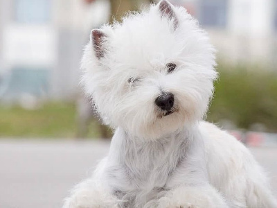 Étalon West Highland White Terrier - Luna darlingwest