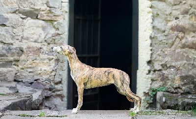 Étalon Whippet - Awesome rhapsody des plaines des Bruyères