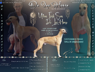 Étalon Whippet - Ultan irish sun De Lev'horse