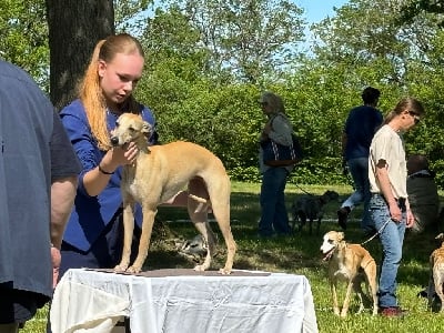 Étalon Whippet - Uschka Du domaine belle rose
