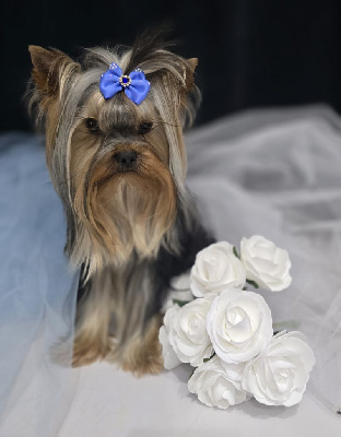 Étalon Yorkshire Terrier - magnus fortuna Orion