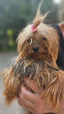 Étalon Yorkshire Terrier - Unique girl De lou Simbeo