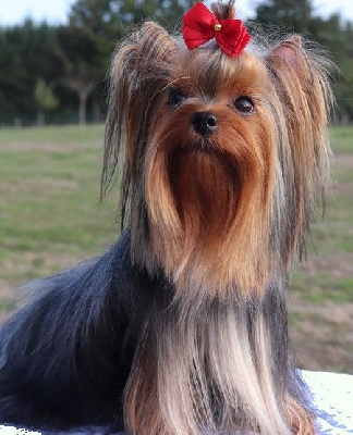 Étalon Yorkshire Terrier - Unchained melody mia des Bruyères de Line