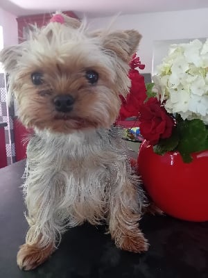 Étalon Yorkshire Terrier - Shaina Du Marais De Lasné