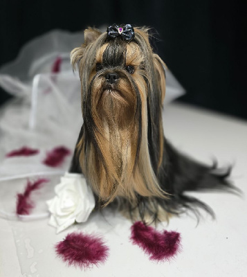 Étalon Yorkshire Terrier - magnus fortuna Evangeline