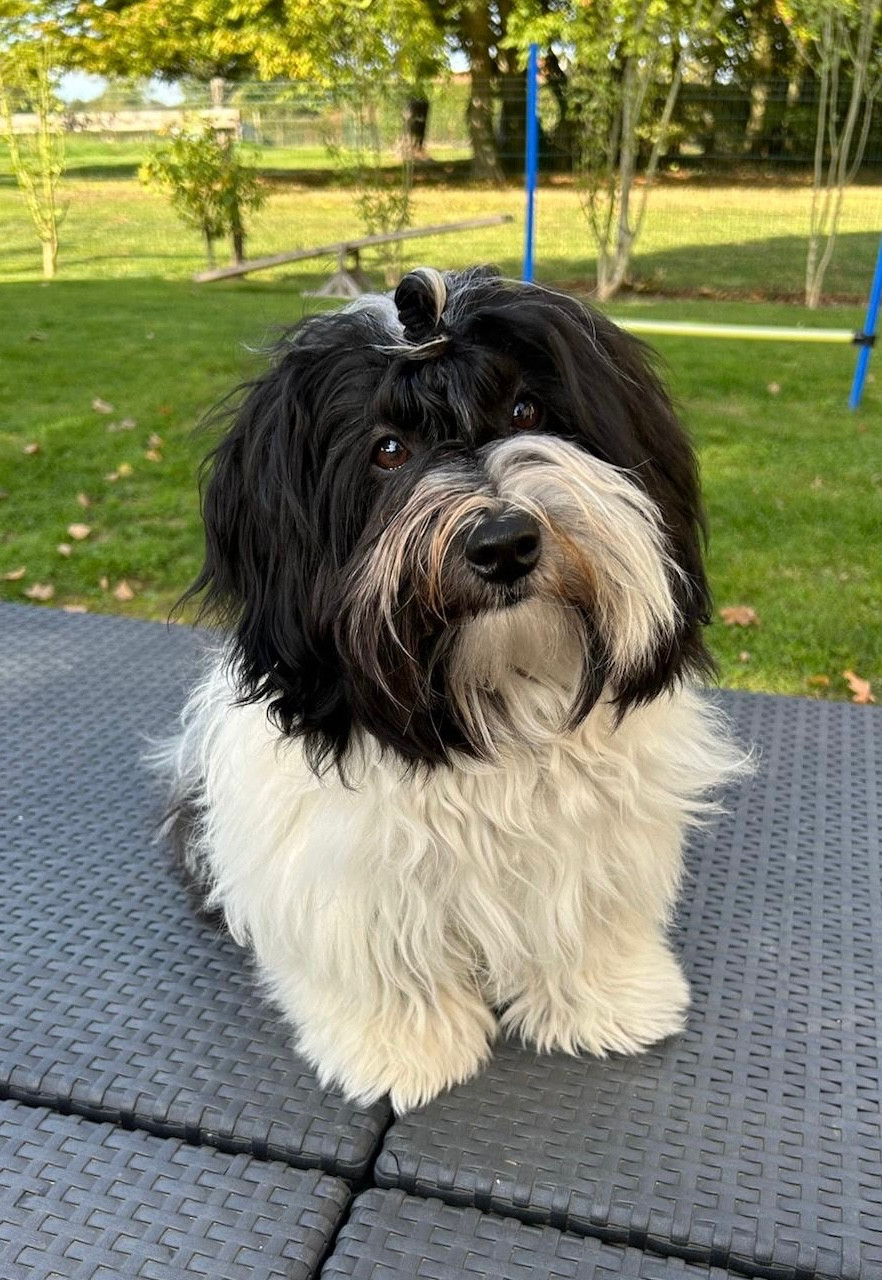 Publication : Les Havanais Du Pyron D'Anjou