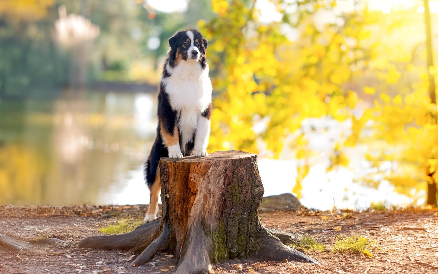 Publication : du chemin de la belle etoile 