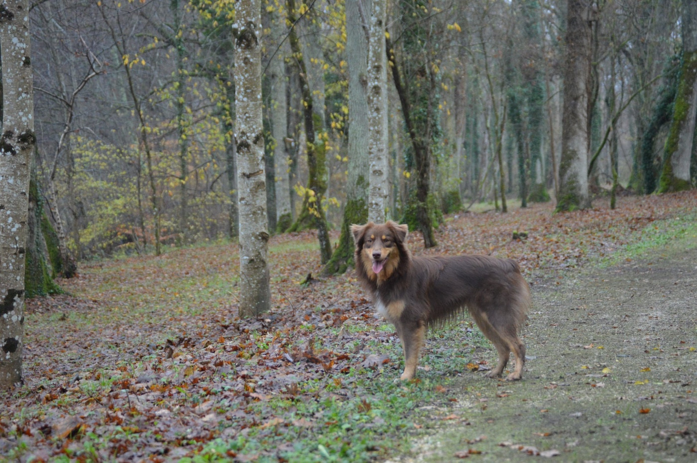 Publication : Des Bergers Des P'tits Ours 