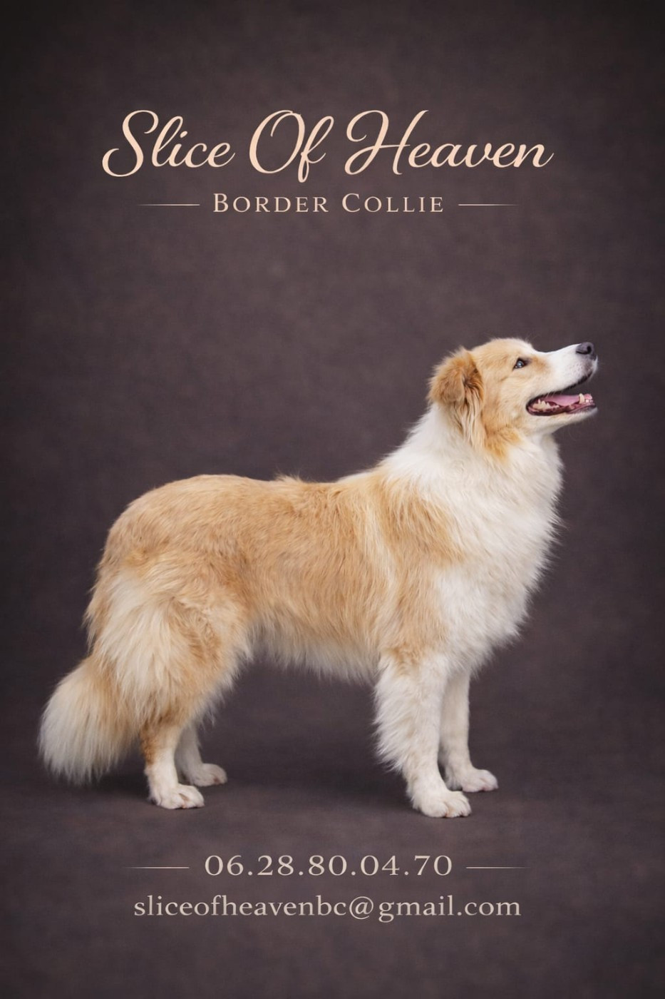 Publication : Slice Of Heaven 