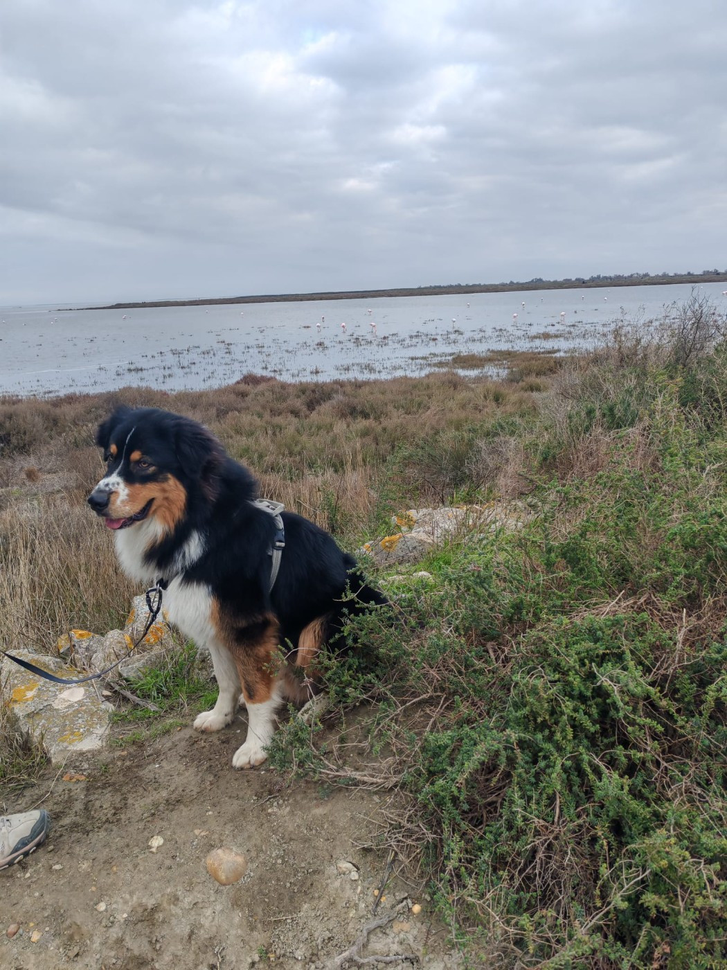 Publication : Du Berger Des Alpages Auteur : Adeline BAS