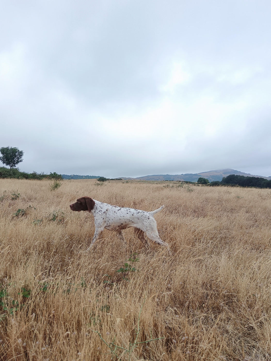 Publication : du Milobre de Bouisse Auteur : Milobre