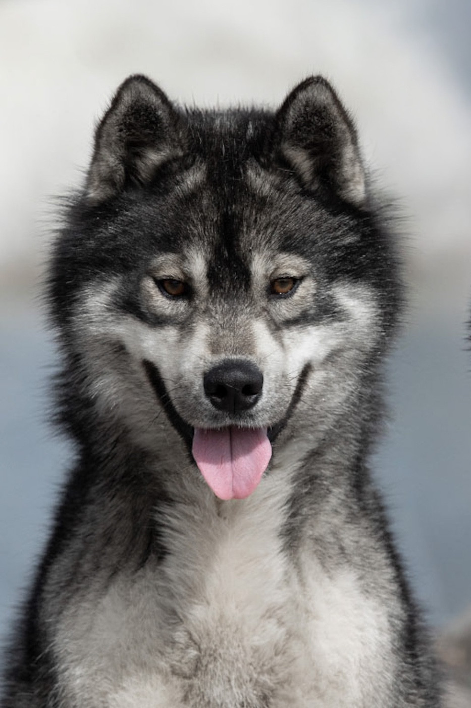 Publication : Zorsky Auteur : Chloe zorzano