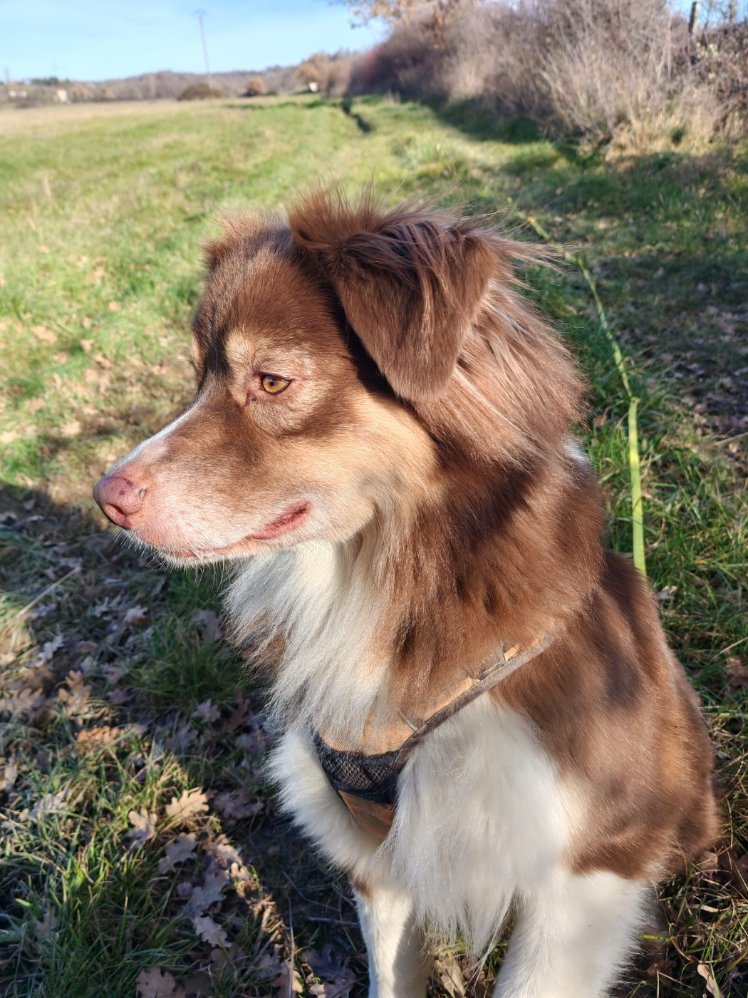 Publication : Du Berger Des Alpages Auteur : Adeline BAS