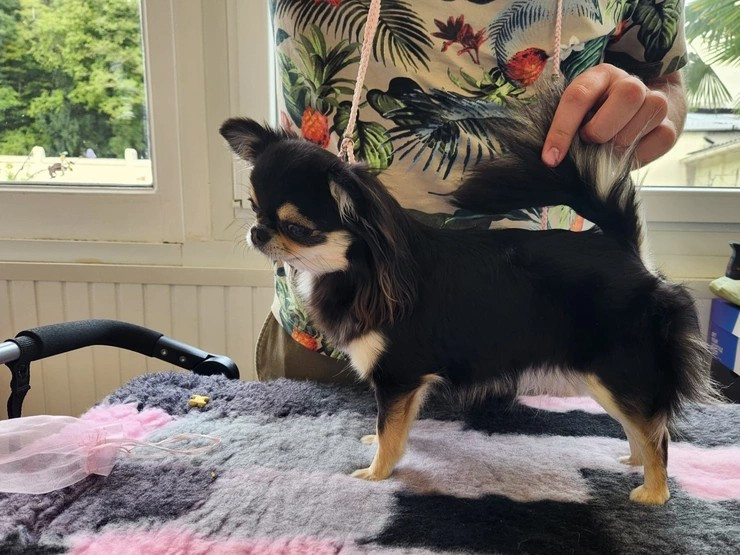 Publication : Des Petits Saints Du Noble Lewis Auteur : Romain KNOCKAERT