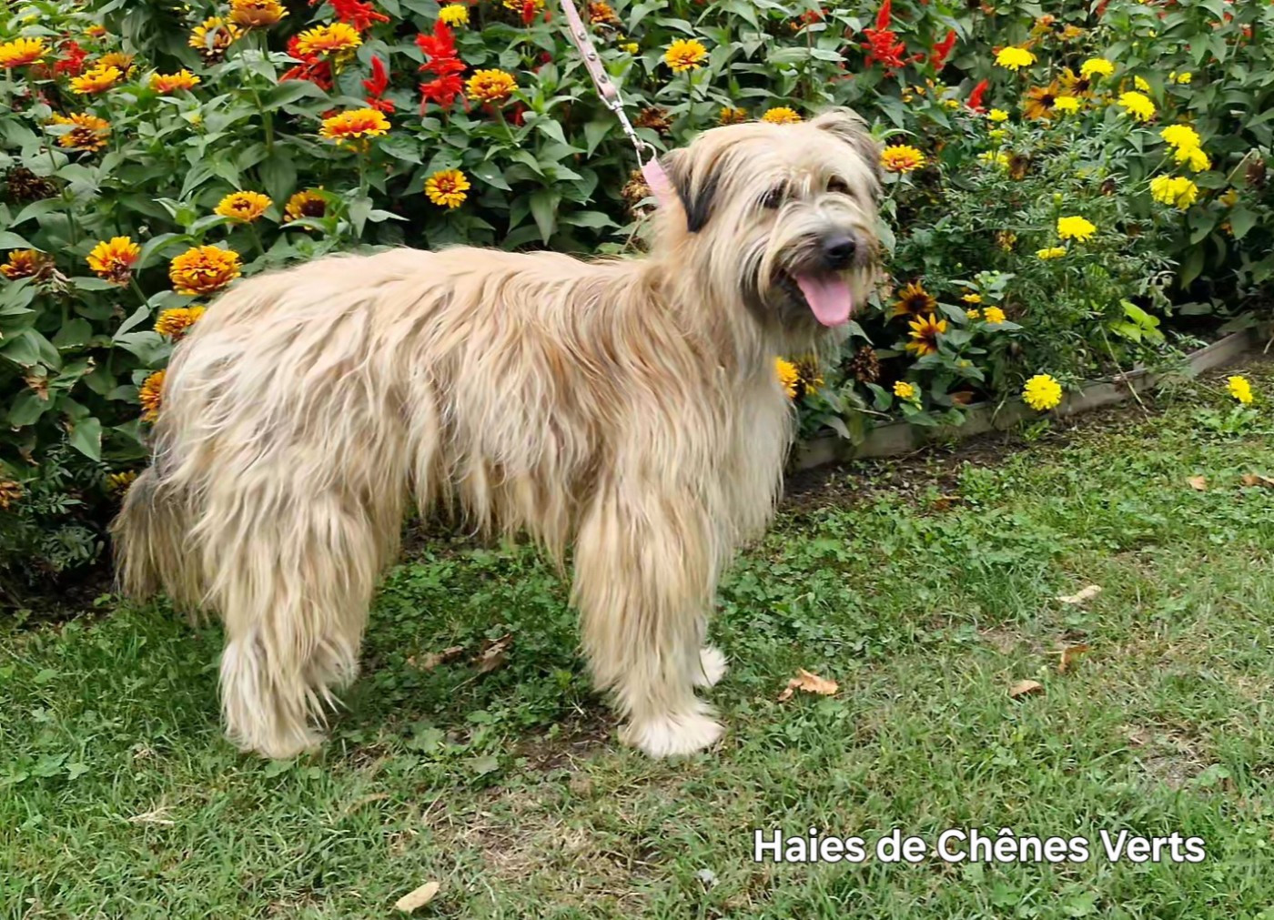 Publication : des Haies de Chênes Verts 