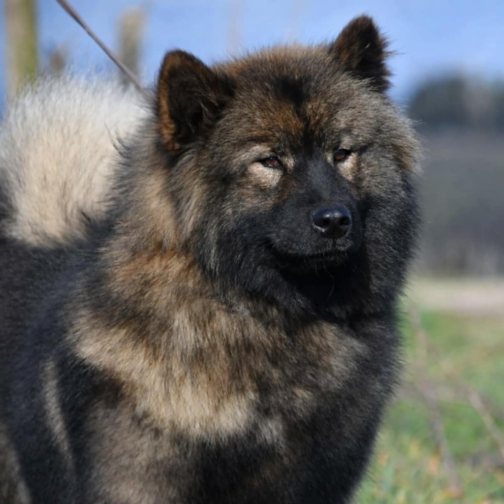 Velwen des Legendes de Retz