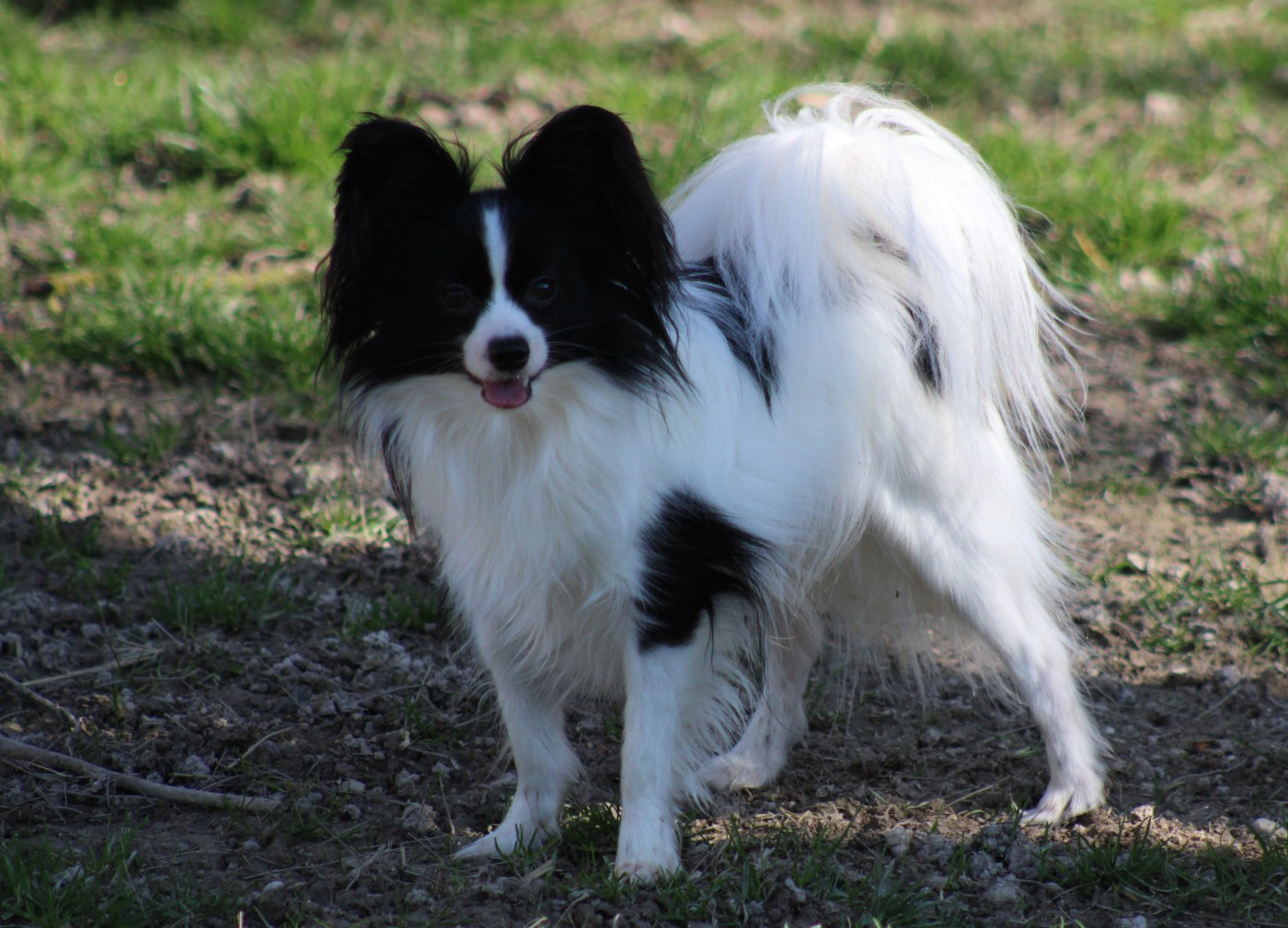 Publication : De La Vallée De La Py