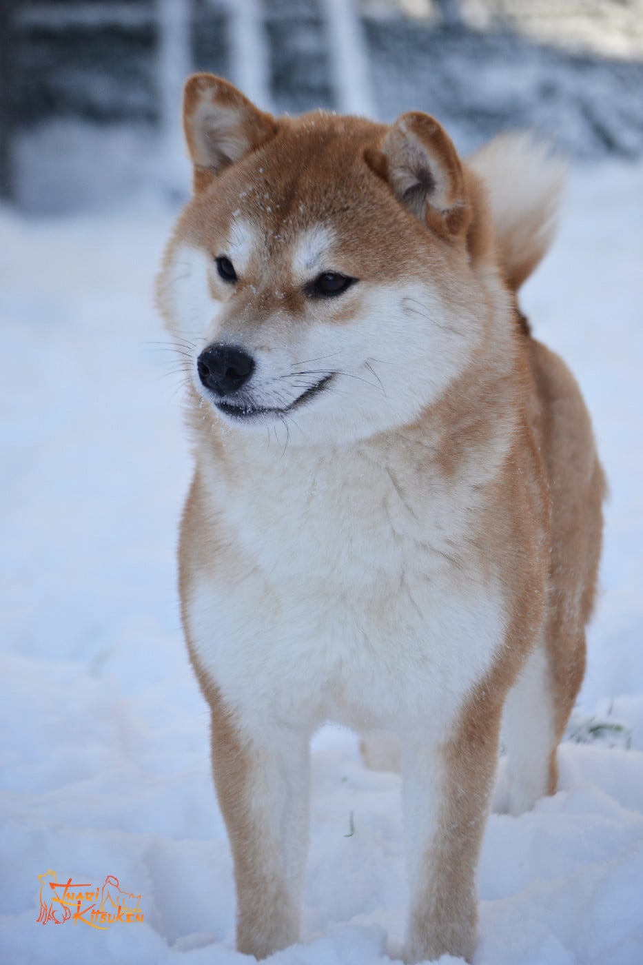 Publication : Go Inari Kitsuken 