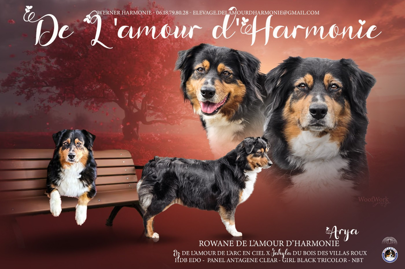 Rowane dit arya De L'Amour D'Harmonie