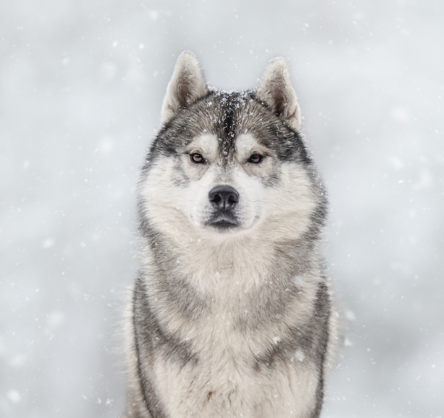 CH. Shaïko the dream of wolves