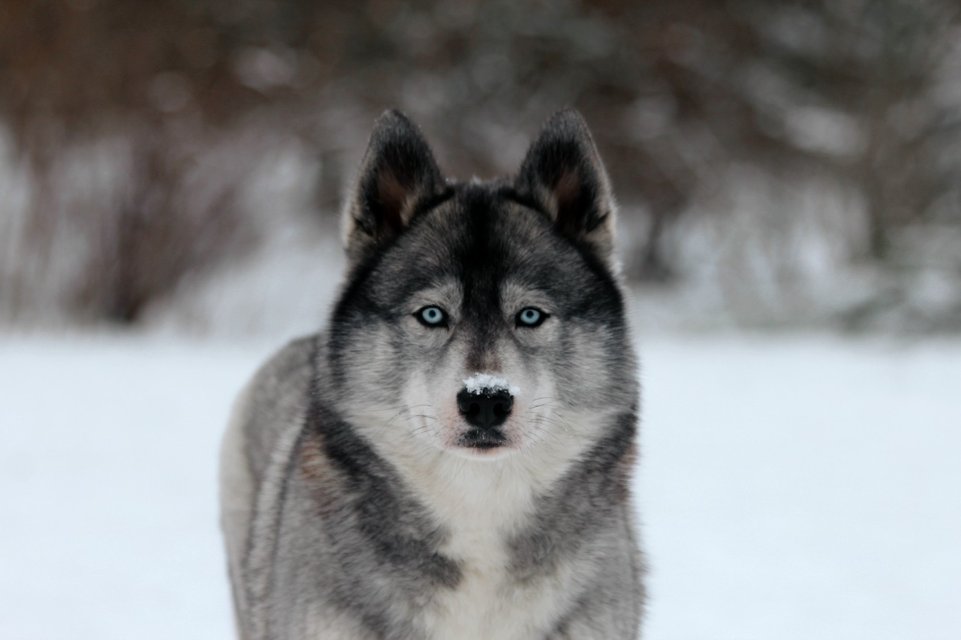 Cherry on the pie togo's life