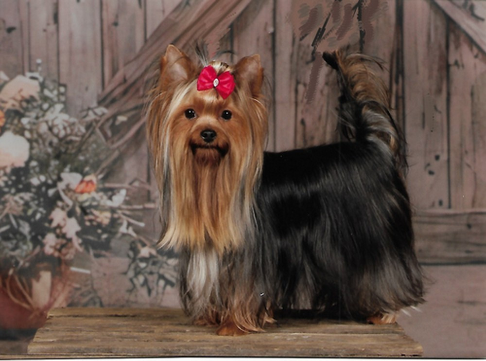 Publication : des Bruyères de Line Auteur : Marie NOUGIER