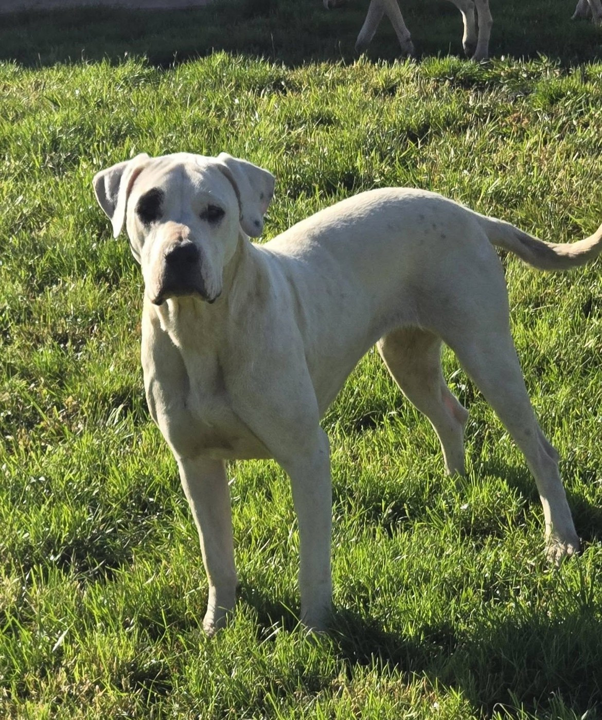 Publication : De La Notte Di Cane