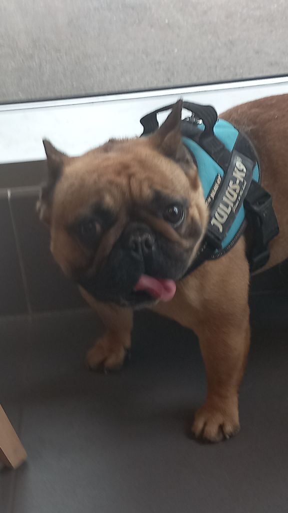 Publication : Stocky Family Auteur : Sabine Chardon