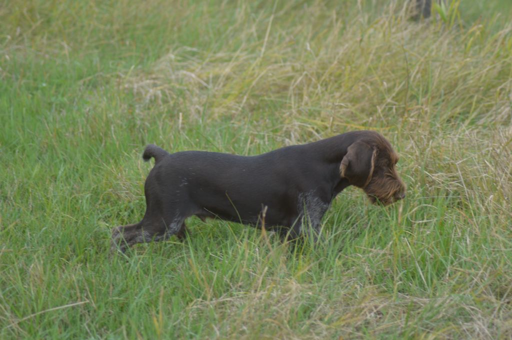 Publication : Vom hundegelaut Auteur : MaÃ«lle Kuehn