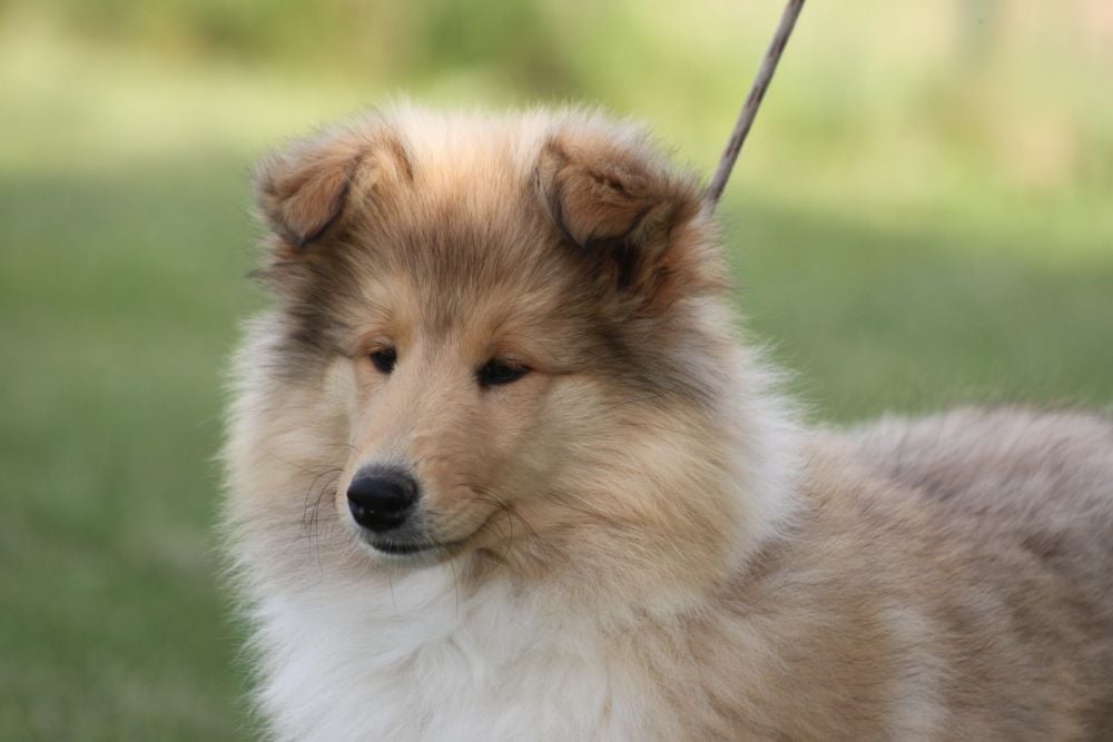 Publication : Du Chemin des Randonnées Auteur : Arlette Roulier