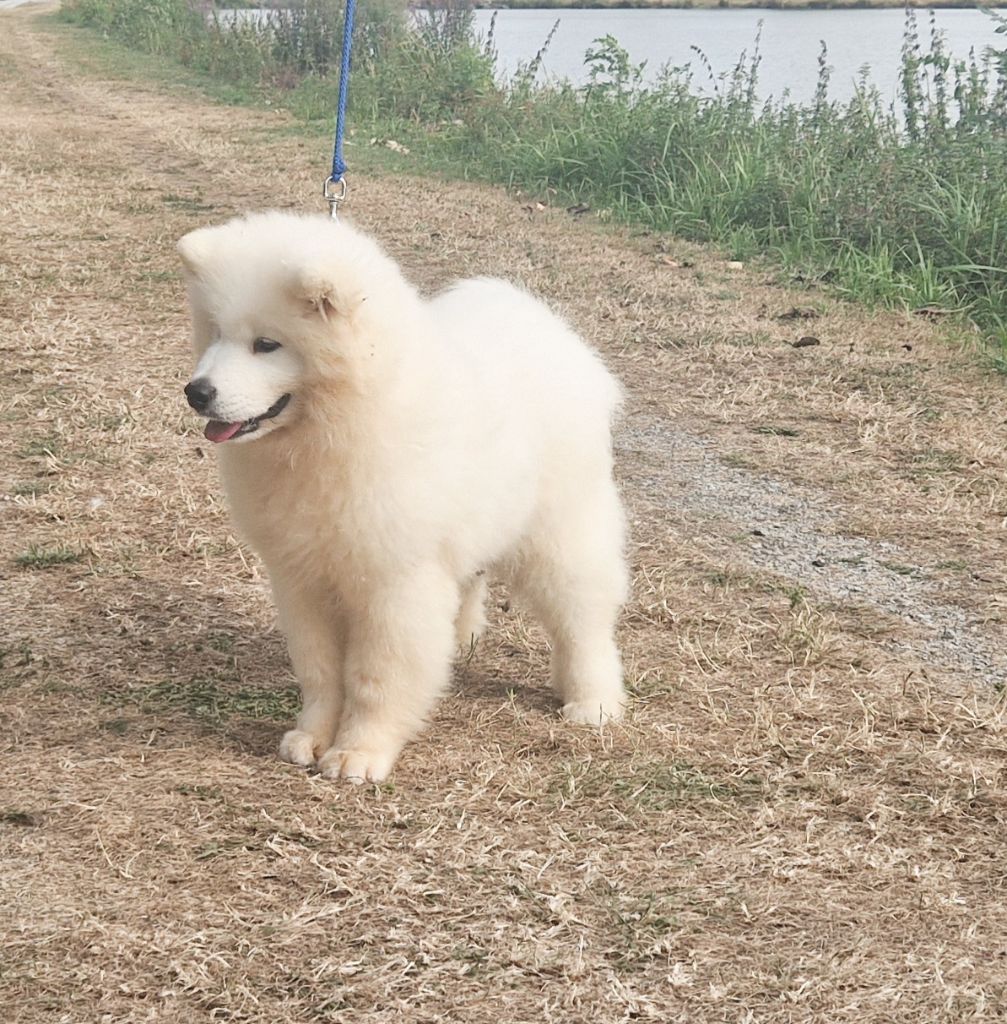 Publication : of Karasea 