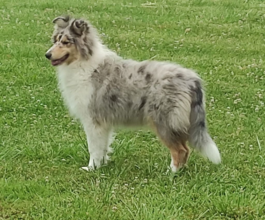 Publication : De Charletienne 