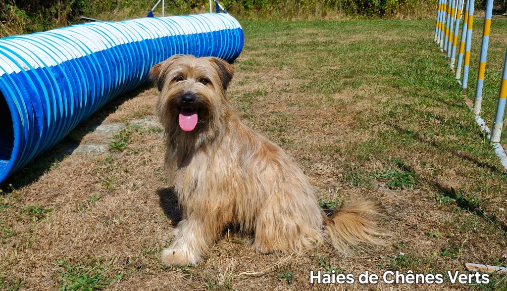 Publication : des Haies de Chênes Verts 