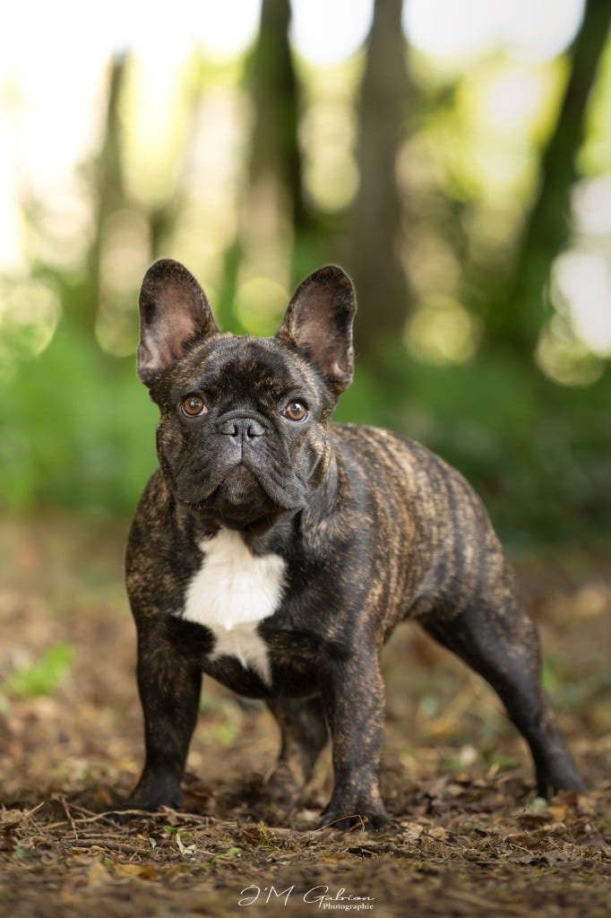 Publication : De L'Idylle Sacrée 