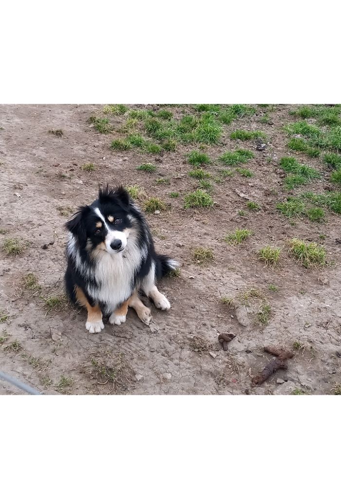 Publication : Des Petits Saphirs 