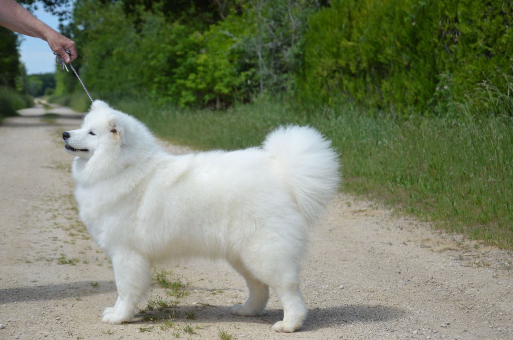 Publication : of artic cobaka 