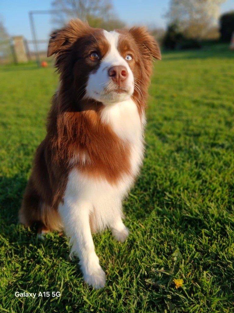 Publication : Du Hameau Del Capellam