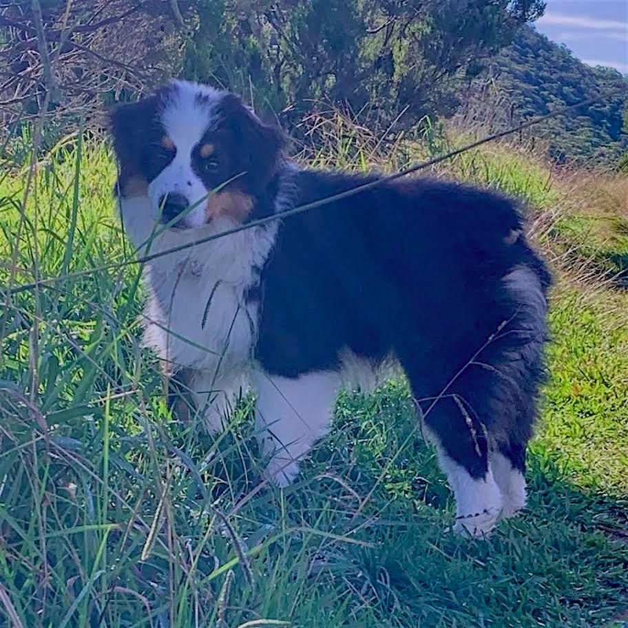 Publication : Du Joyaux Des Mascareignes Auteur : ADAM DE VILLIERS