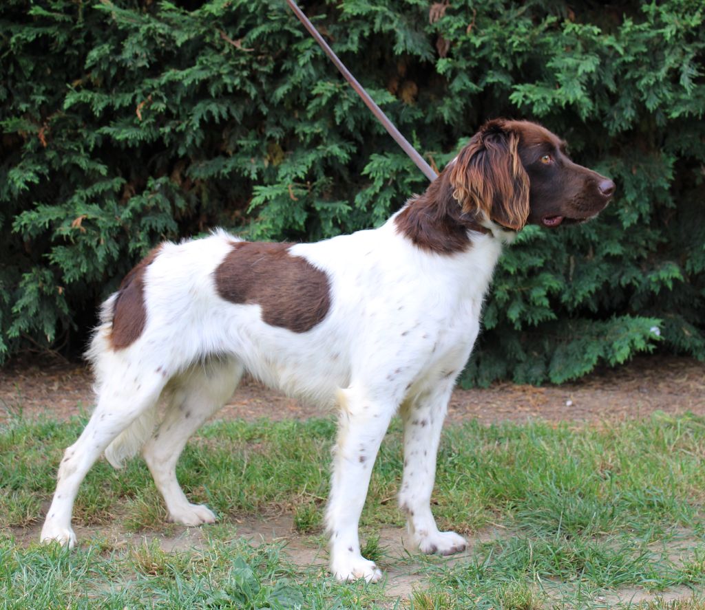 Publication : du clos de l'épte Auteur : laurent mankowski