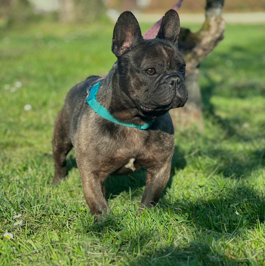 Publication : Du Royaume De Babylone 