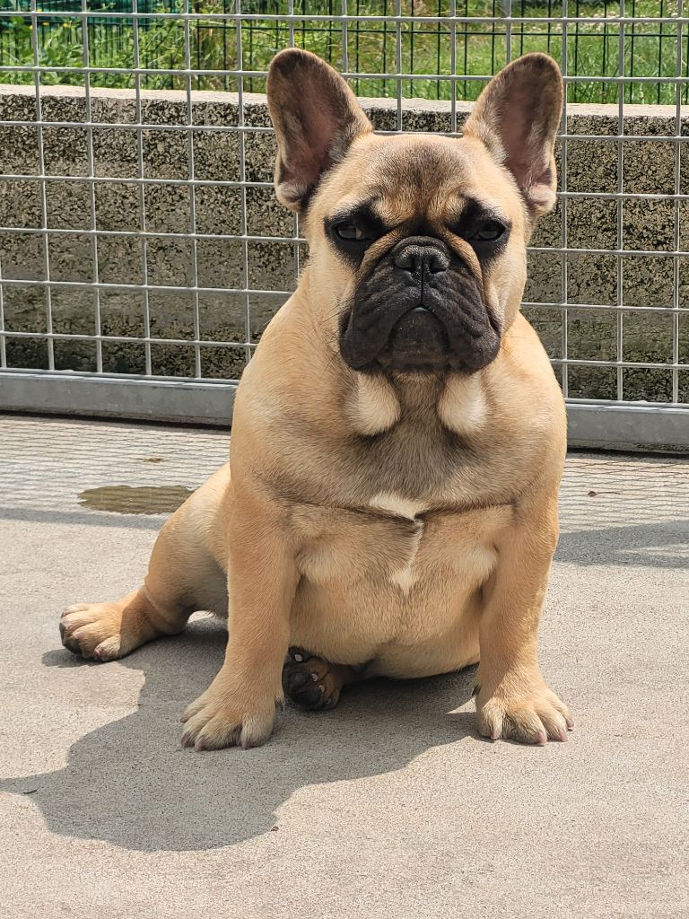 Publication : De la Cour des Molosses Auteur : La cour des molosses 